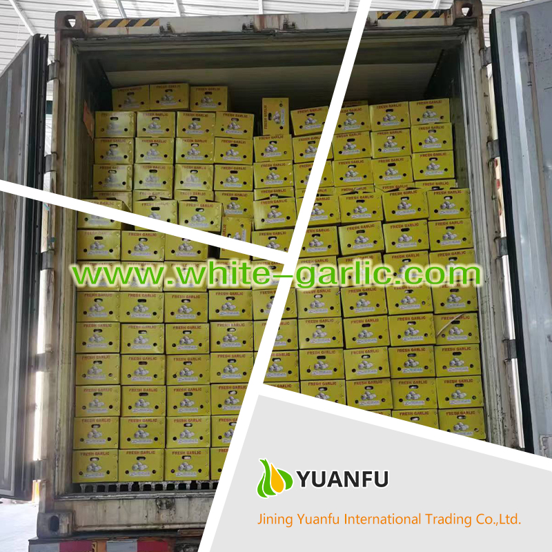 garlic exporters garlic exporters